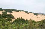 Piscinas di Ingurtosu, vegetation on the dunes, Sardinia.