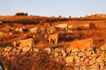 Luras herd at sunset, Sardinia.
