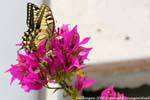 Monteleone Rocca Doria, bougainvillea and swallowtail, Sardinia.