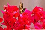 Monteleone Rocca Doria, flowers and butterfly, Sardinia.