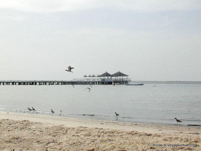 Birds on the beach - Senegal