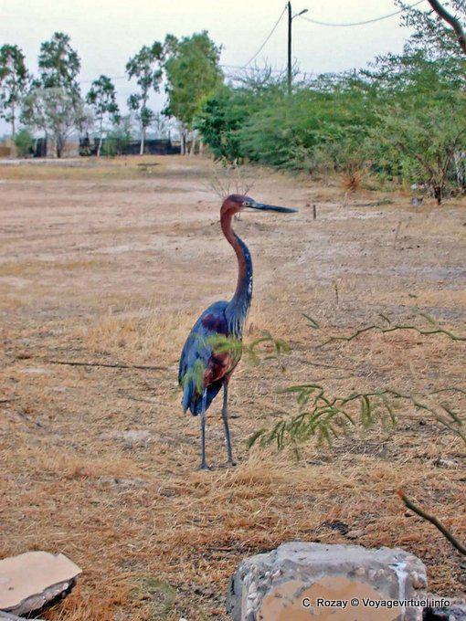Colorful Echassier - Senegal