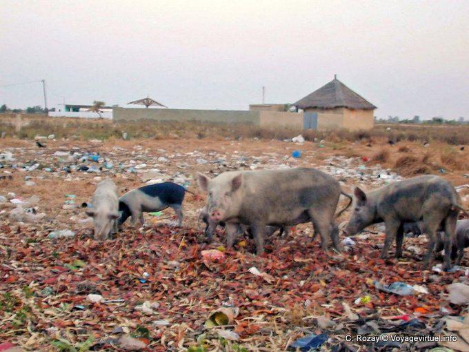 Herd of pigs in the landfill, Foundiougne - Senegal