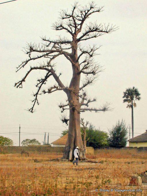 The little man in front of the baobab - Senegal