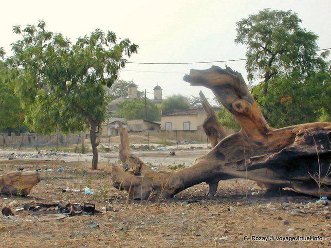 Tree Stump death Foudiougne - Senegal