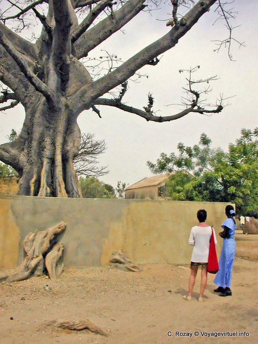 In front of the giant baobab Foudiougne - Senegal