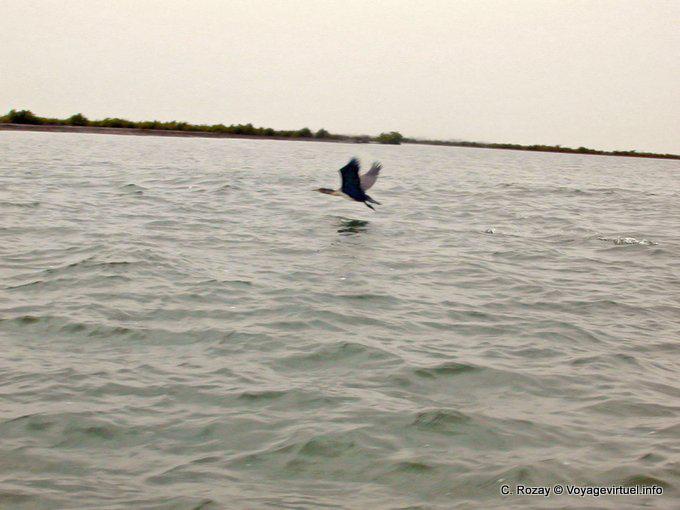Senegal bird flying over the river - Senegal