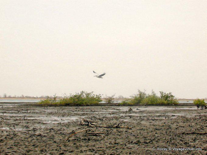 A white pelican in flight - Senegal