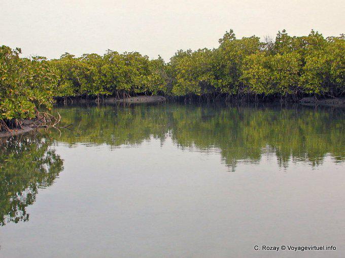In Saloum mangroves - Senegal