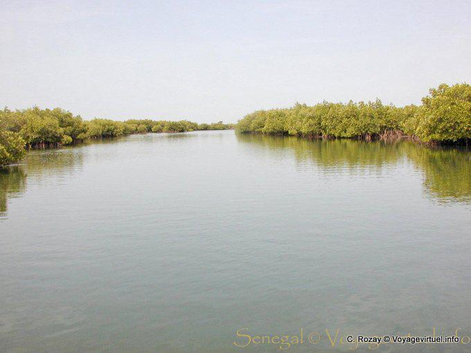 Mangroves surrounding the river arm - Senegal