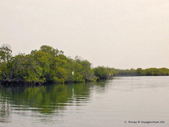 White bird in the mangrove Saloum - Senegal