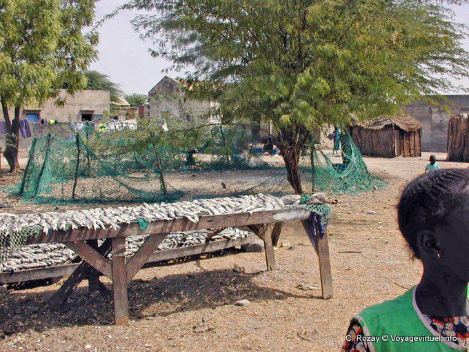 Saloum fish sun-dried on racks - Senegal