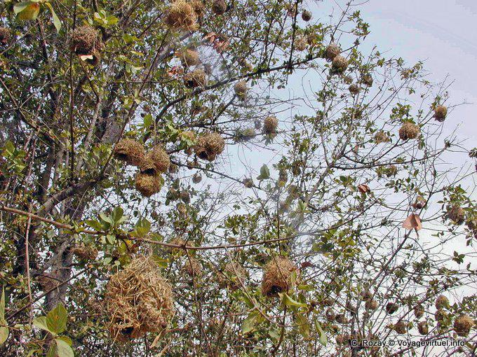 Weaver nests gendarmes in abres, Sine-Saloum - Senegal