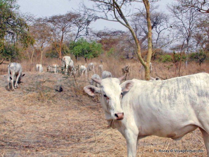Flock foraging - Senegal