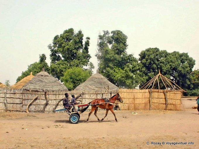 Hardi little horse trotted to thatching - Senegal