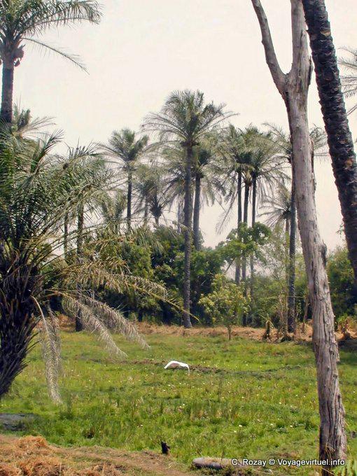Cultivated oases and palm trees in the Saloum region - Senegal