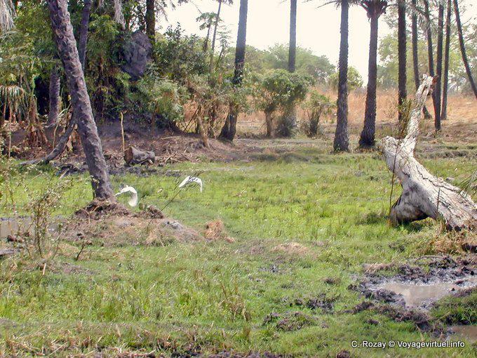 Ibis flying - Senegal