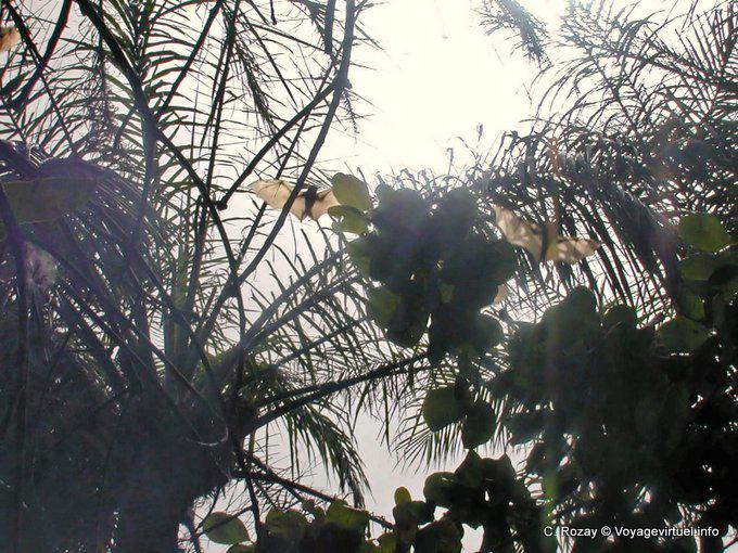 Big bat in flight (flying foxes) - Senegal