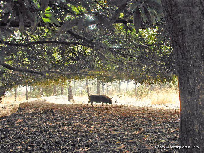 Pig almost wild in search of food, park Saloum - Senegal