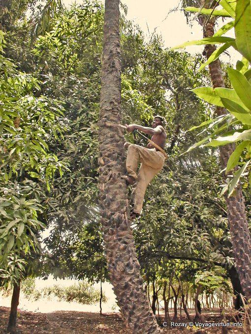 Demonstration of how to climb coconut tree - Senegal