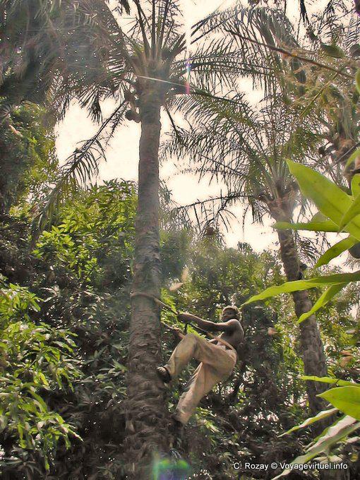 Climb a coconut tree - Senegal