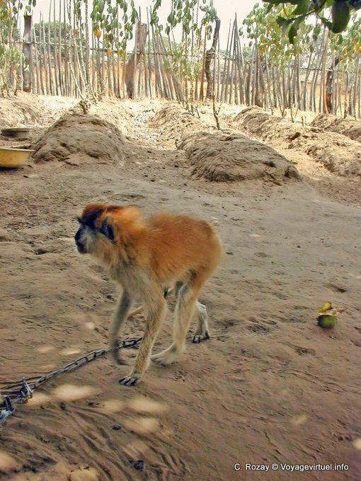 Another view of the red colobus monkey chained in a village in Saloum - Senegal