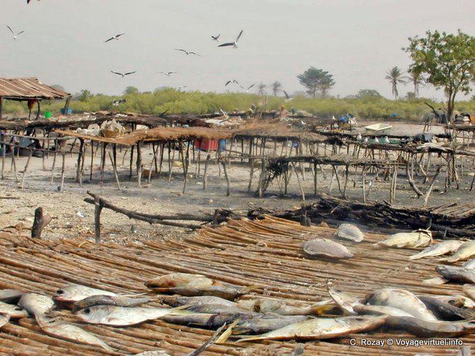 Traditional fish drying, Saloum delta - Senegal
