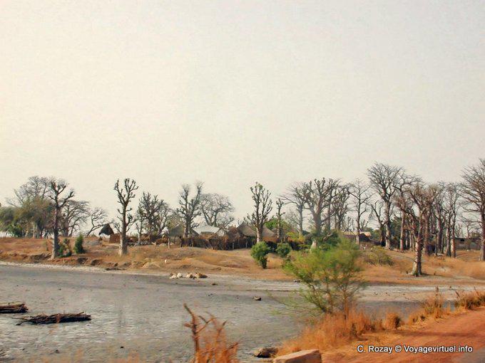 Trees stripped by winter - Senegal