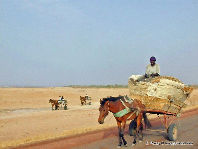 Trolleys to harvest return, Sine-Saloum - Senegal