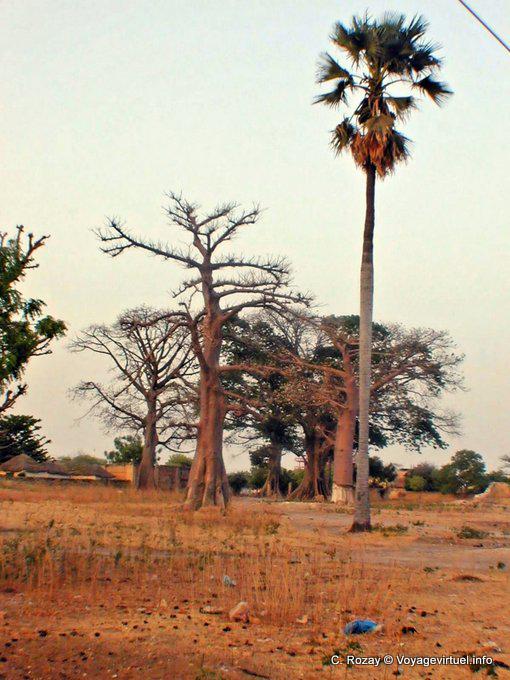 Local vegetation Foundiougne - Senegal