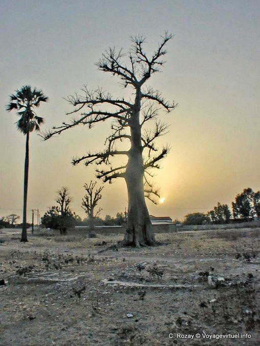Trees silhouette at sunset - Senegal