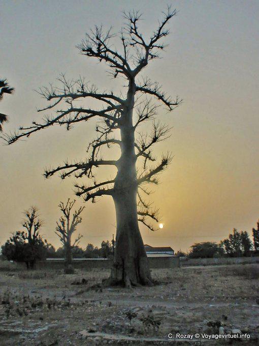 Baobab in the light of the setting - Senegal