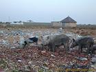 Herd of pigs in the landfill, Foundiougne, Senegal.
