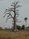The little man in front of the baobab, Senegal.