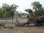 Tree Stump death Foudiougne, Senegal.