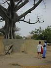 In front of the giant baobab Foudiougne, Senegal.
