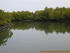In Saloum mangroves, Senegal.