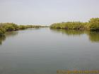Mangroves surrounding the river arm, Senegal.