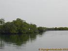 White bird in the mangrove Saloum, Senegal.