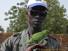 The guide and the small green parrot, Senegal.