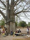 Small local market at the foot of the giant tree of bush village, Senegal.