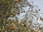 Weaver nests gendarmes in abres, Sine-Saloum, Senegal.