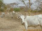 Flock foraging, Senegal.