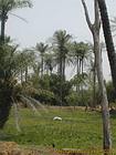 Cultivated oases and palm trees in the Saloum region, Senegal.