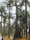 Bush walk, Senegal.