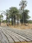 Bricks being dried in the sun, Senegal.