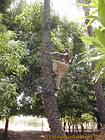 Demonstration of how to climb coconut tree, Senegal.