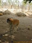 Another view of the red colobus monkey chained in a village in Saloum, Senegal.