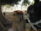 Face-to-face with a child and a monkey, Senegal.