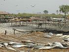 Traditional fish drying, Saloum delta, Senegal.